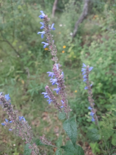Image of Salvia polystachia by (c) Roderick Cameron, some rights reserved (CC BY)