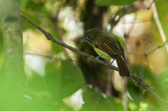 Rhynchocyclus fulvipectus