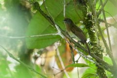 Rhynchocyclus fulvipectus