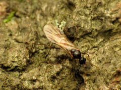 Aphaenogaster fulva