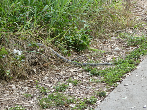 Coastal Carpet Python sighting