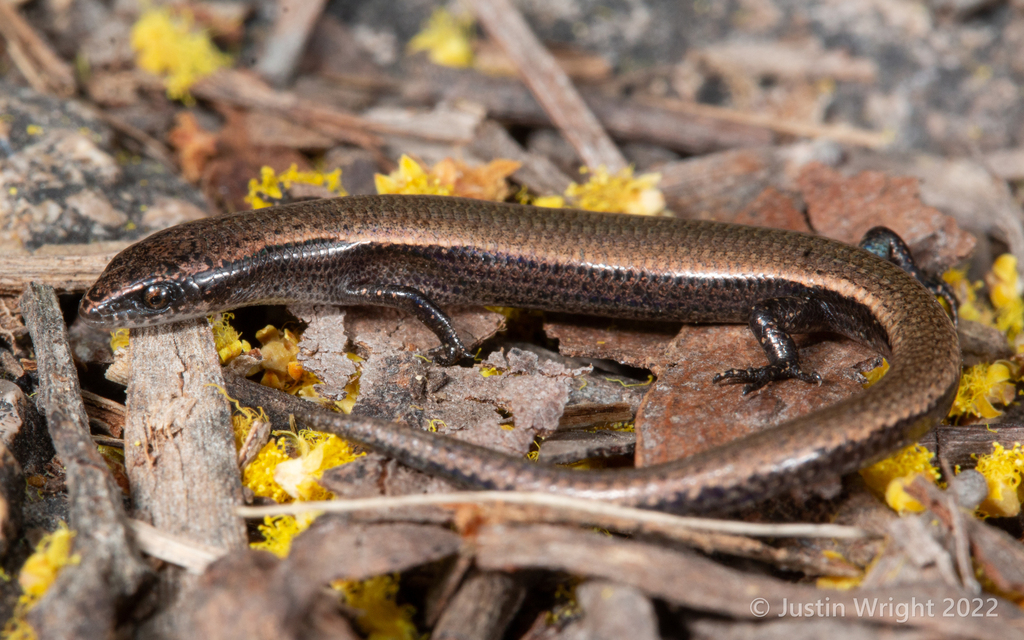 Magnetic Island Dwarf Skink