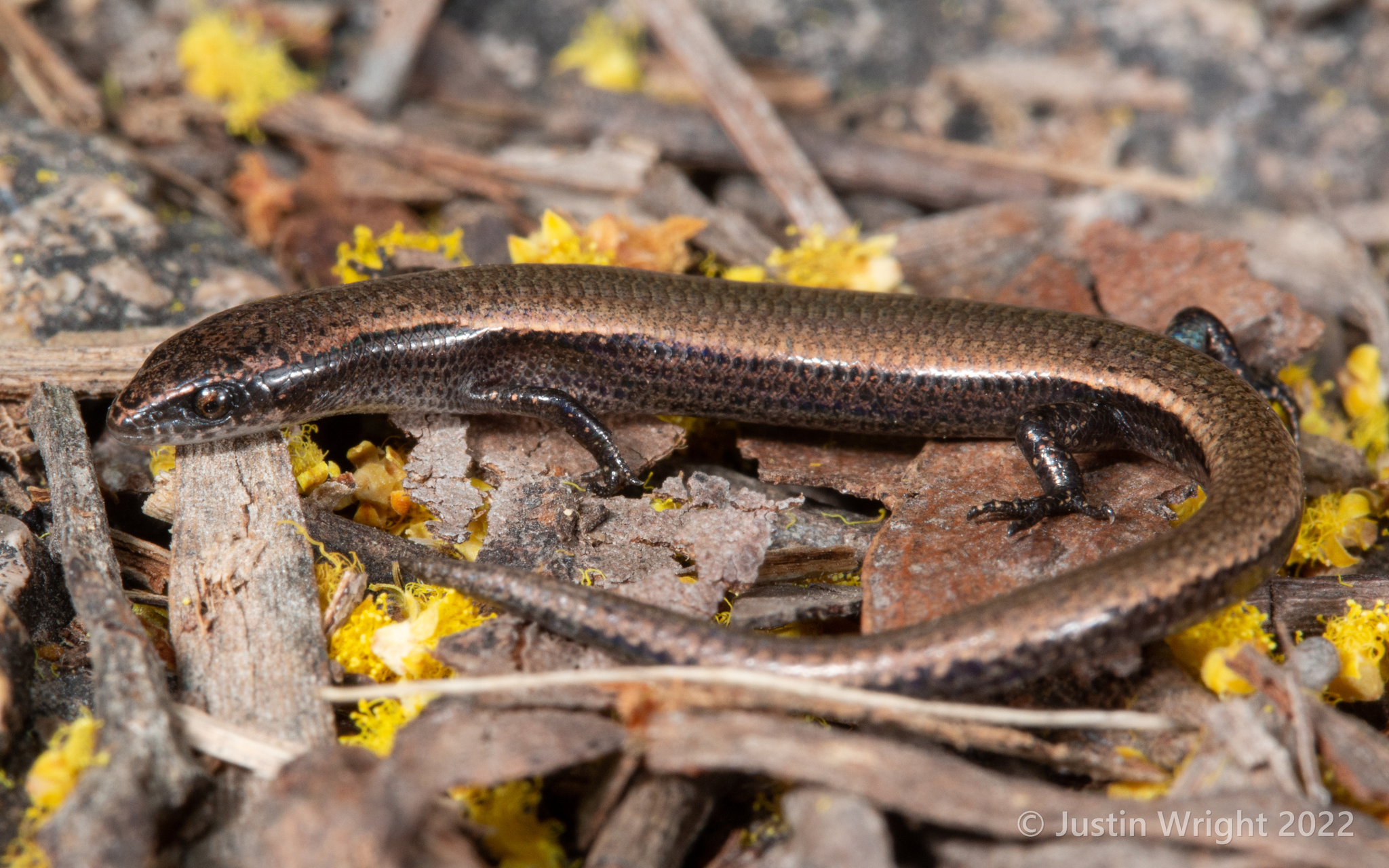 Magnetic Island Dwarf Skink photo 3