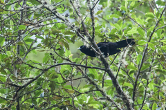 Cacicus chrysonotus