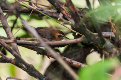 Troglodytes solstitialis