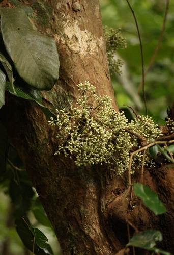 Syzygium clusiifolium observed 2024-10-02