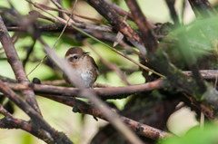 Troglodytes solstitialis