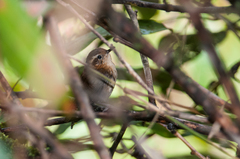 Troglodytes solstitialis