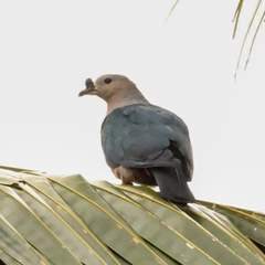 Pacific Imperial-Pigeon photo 4