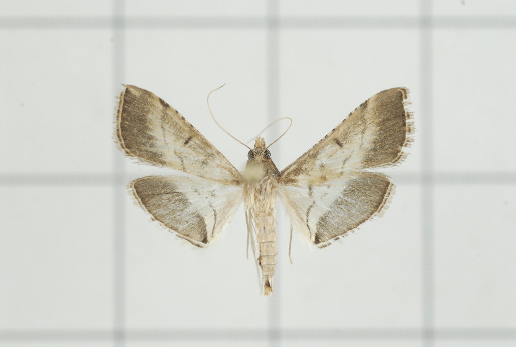Cnaphalocrocis euryterminalis