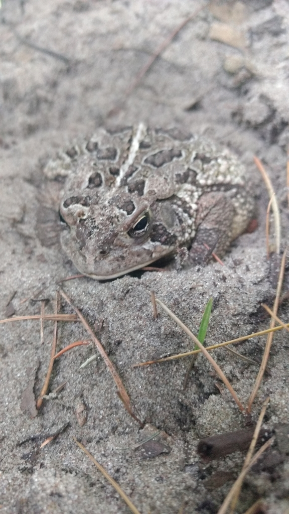 Fowler's Toad from Dune Acres, IN, USA on July 2, 2019 at 11:30 AM by ...