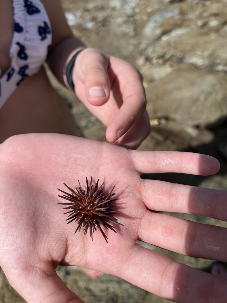 Photo of Reef urchin (Echinometra viridis)