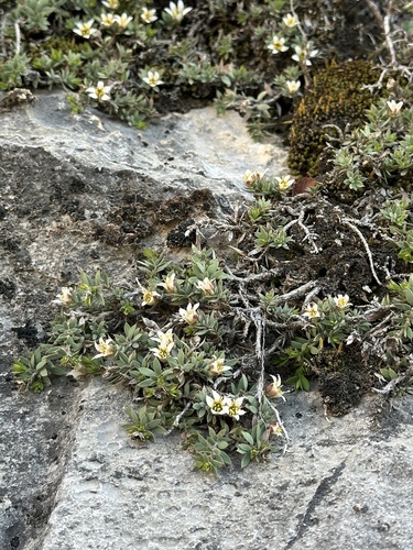 pungent glossopetalon (Glossopetalon pungens)