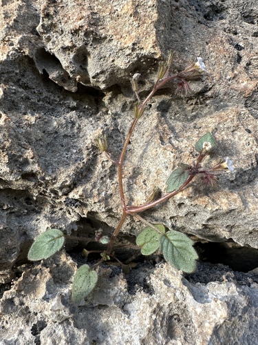 Barneby's phacelia (Phacelia barnebyana)