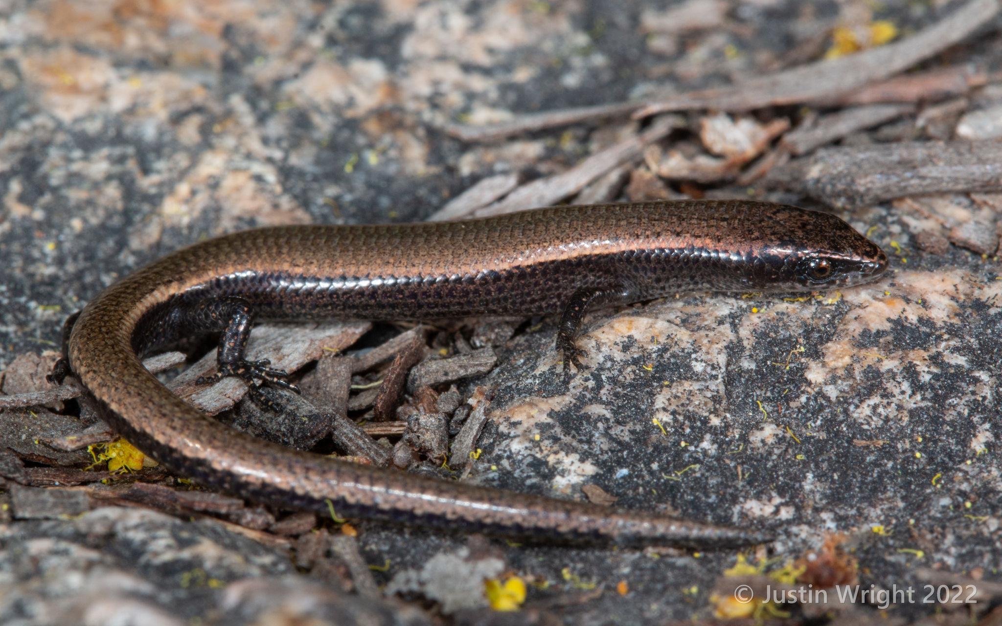 Magnetic Island Dwarf Skink photo 4