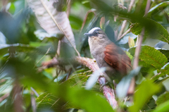 Cranioleuca marcapatae