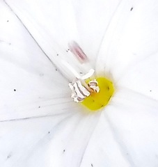 Calystegia occidentalis