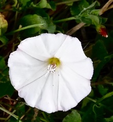 Calystegia occidentalis