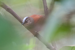 Cranioleuca marcapatae