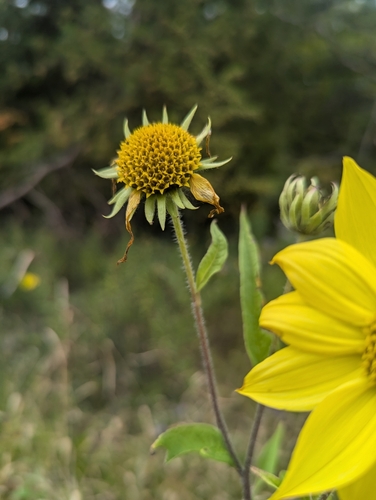 Image of Helianthus giganteus by (c) Skyler Principe, some rights reserved (CC BY)