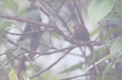 Cinnycerthia peruana