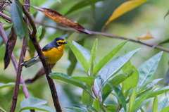 Myioborus melanocephalus
