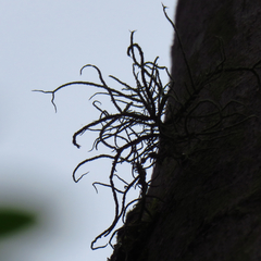 Usnea mutabilis