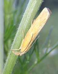 Pediasia luteella