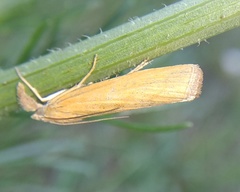 Pediasia luteella