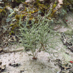 Usnea mutabilis