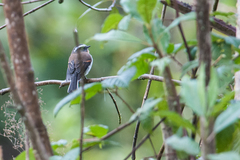 Ochthoeca rufipectoralis