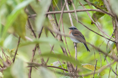 Ochthoeca rufipectoralis