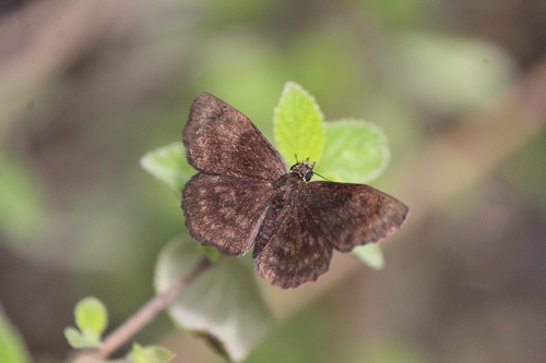 Fin-tipped Sootywing