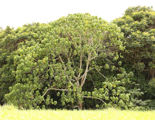 Macaranga harveyana observed 2024-10-02