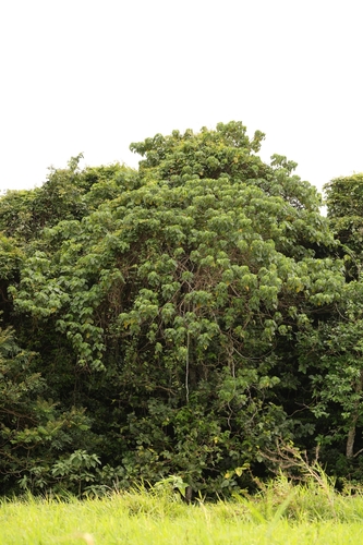 Macaranga harveyana observed 2024-10-02