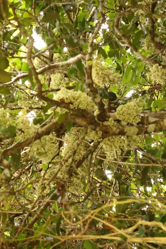 Syzygium clusiifolium observed 2024-10-02