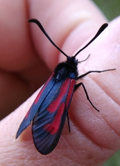 Zygaena minos