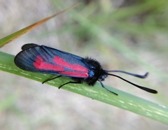 Zygaena minos