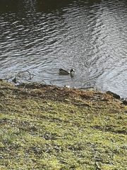 Anas platyrhynchos