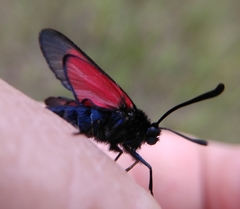 Zygaena minos