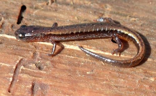 Hillis's Dwarf Salamander