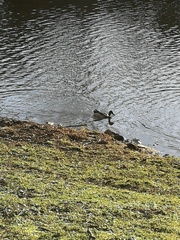 Anas platyrhynchos