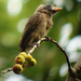 Bristle-nosed Barbet - Photo (c) Nik Borrow, some rights reserved (CC BY-NC), uploaded by Nik Borrow