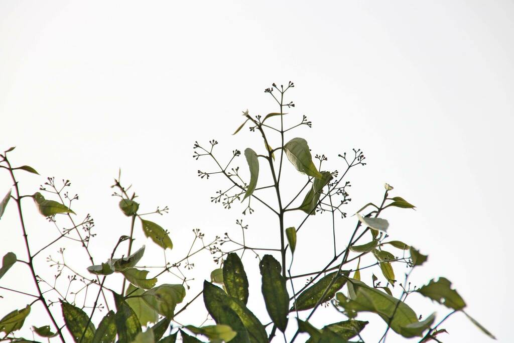 Cinnamomum austrosinense