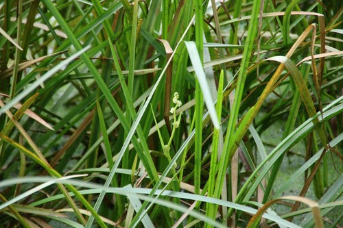 Sparganium fallax iNat (3)