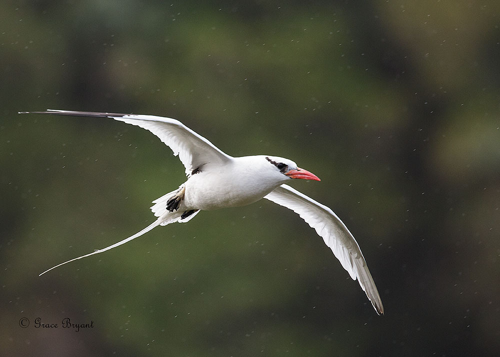 Red-billed Tropicbird (Phaethon aethereus) photo