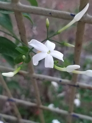 Jasminum polyanthum