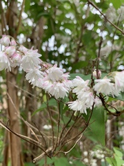 Deutzia