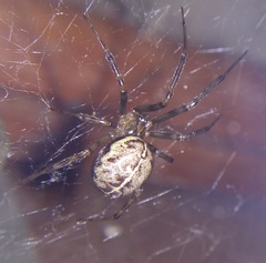 Steatoda castanea