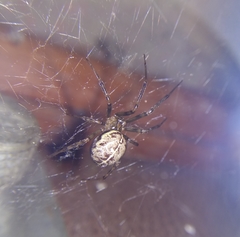 Steatoda castanea